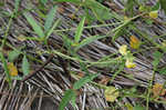 Hairy cowpea